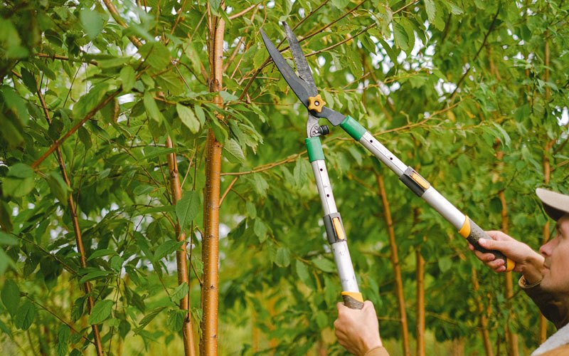 Tree trimming in Opelika, AL